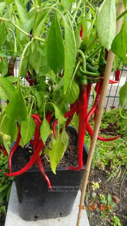 Joe´s Long Cayenne